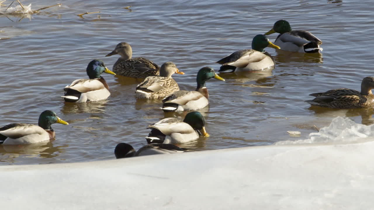 Ducks swimming and feeding near the frozen banks of a salt marsh at the mouth of the Saco River, in Maine during winter. Clip B.