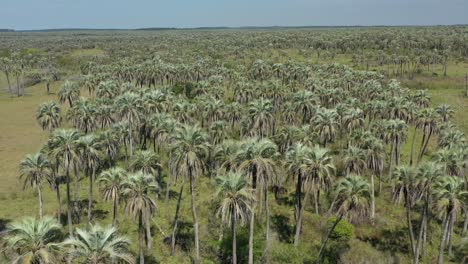 Aerial-over-Palm-Grove,-Argentina