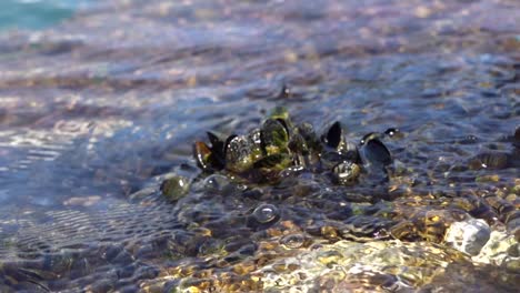 Wasser-Fließt-Langsam-Zwischen-Den-Muscheln,-Die-Auf-Den-Felsen-An-Der-Küste-Wachsen