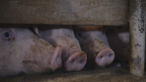 pigs in a wooden pen