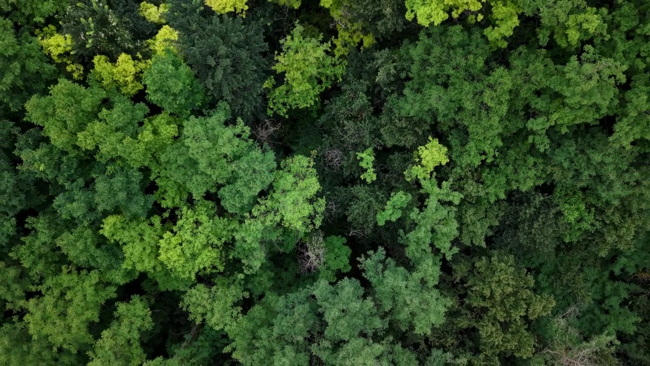 Una vista aerea dall'alto di una fitta chioma forestale con un vivido fogliame verde estivo e diverse trame di alberi.