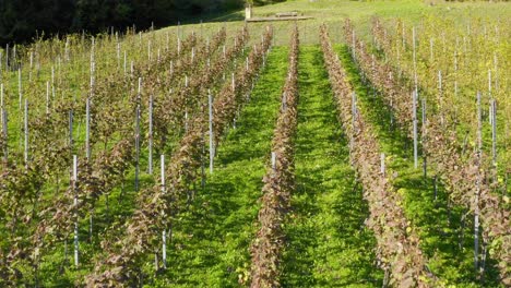 fly over rows in green lush vineyard