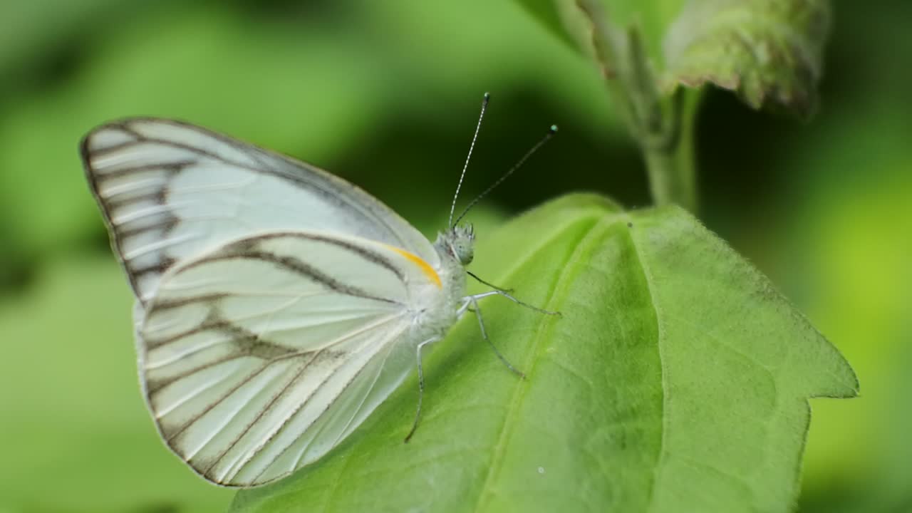 White butterfly perched on a leaves in the wild forest
