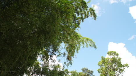 Bamboo-Forest,-Edge-of-the-Forest-Colombia-Slow-Motion