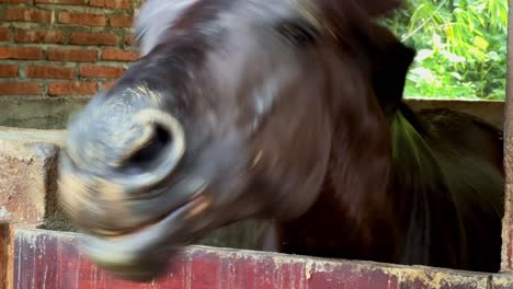 Beautiful-black-horse-in-stables-of-Indonesia,-close-up