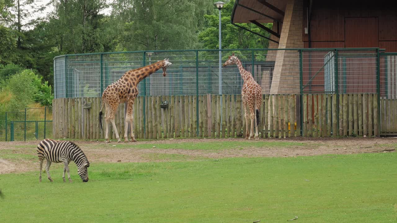Zebra frisst Gras, mit zwei Rothschild-Giraffen im Hintergrund im Zoo.