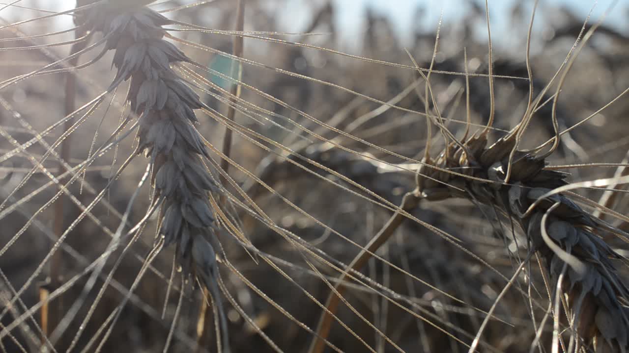 Scatto di grano con conduzione, macro. Terreni agricoli, campo