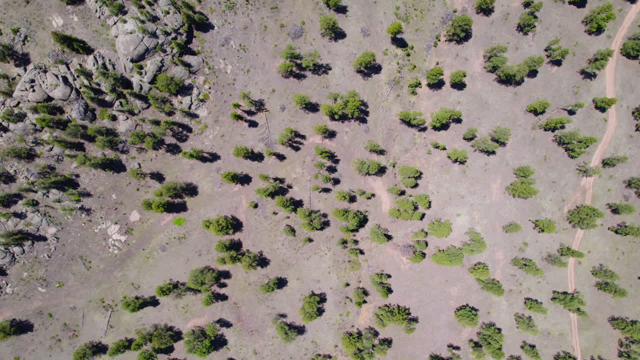 vista aérea superior de drones de las escasas copas de los árboles de pino en un paisaje de bosque seco y caliente