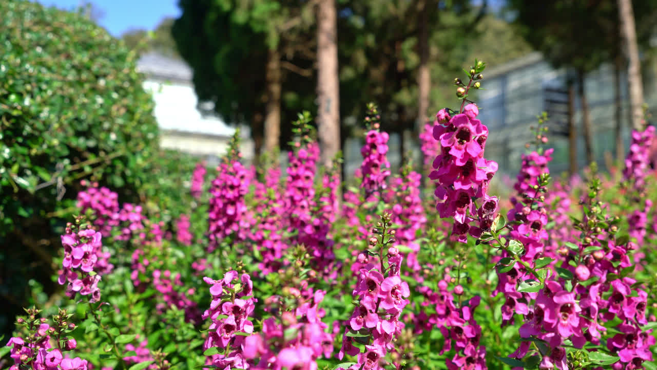 hermosa decoración de flores en el jardín de la casa