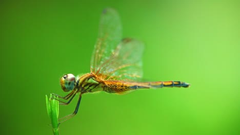 Nahaufnahme-Einer-Libelle,-Die-Auf-Einem-Winzigen-Pflanzenblatt-Steht,-Während-Sie-Sich-Auf-Grünem,-Verschwommenem-Hintergrund-Befindet