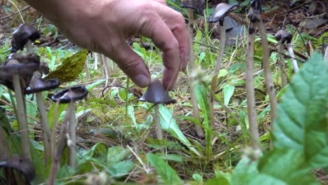 inky cap mushroom