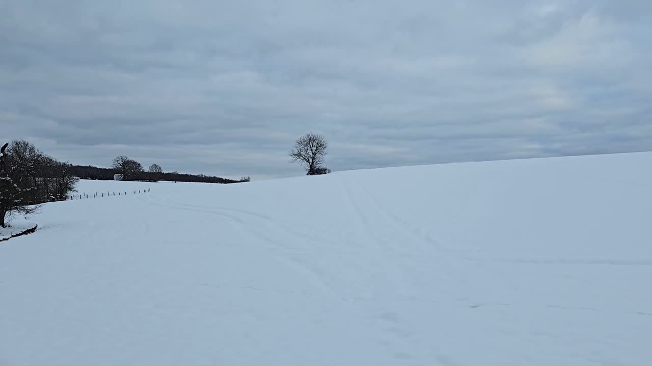 Snow-covered natural winter scene with trees in quiet white landscape