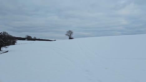 snow-covered natural winter scene with trees in quiet white landscape