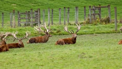 several red deer stags with large antlers rest on a grassy field near a wooden fence under soft daylight, captured with a static camera
