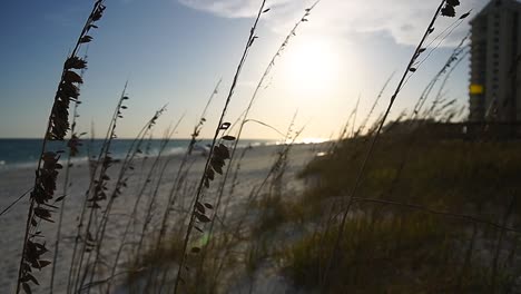 sea grass gentle waves in the wind with the beach in the background
