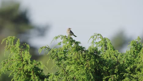 foto de pájaro chaffinch sentado en la parte superior del árbol de abedul en el parque a la hora de la mañana
