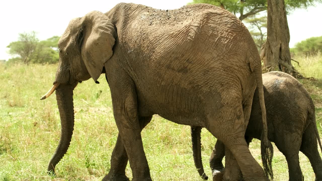 un elefante con un bebé elefante deja el pasto en la naturaleza