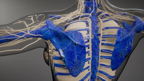 transparent human body with visible bones