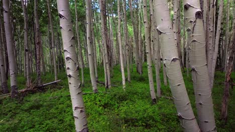 aspen trees groove forest green summer colorado rocky mountains aerial drone telluride airport ridgway last dollar road ouray silverton san juan mount sneffels wilson peak gimbal smooth forward motion