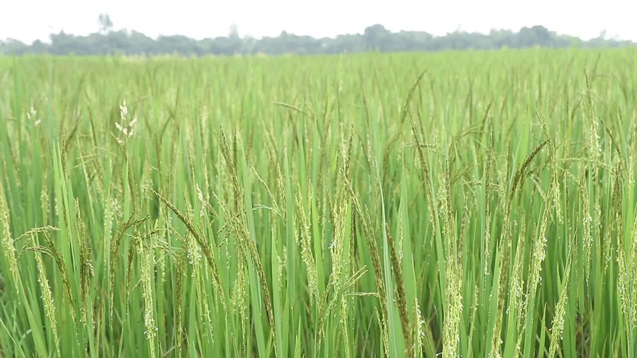 바람에 날리는 자르칸드 들판의 초록 익은 벼