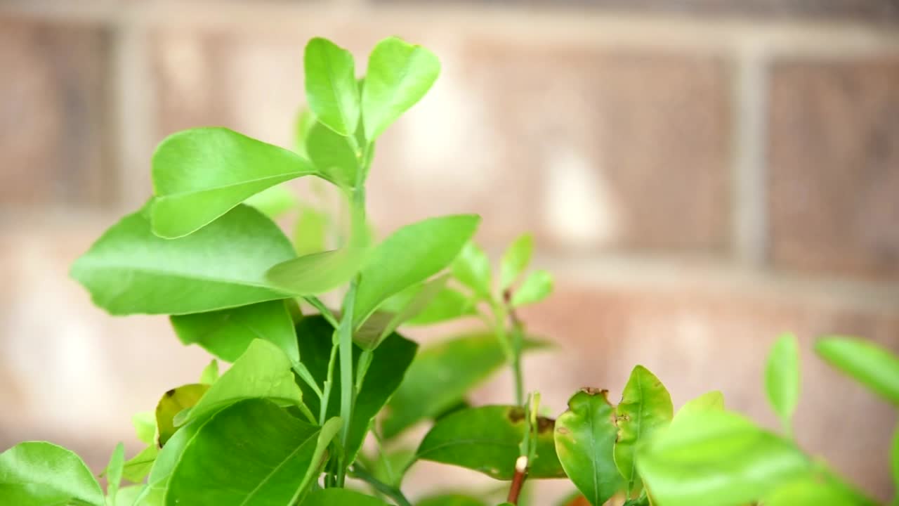 바람에 흔들리는 나무잎