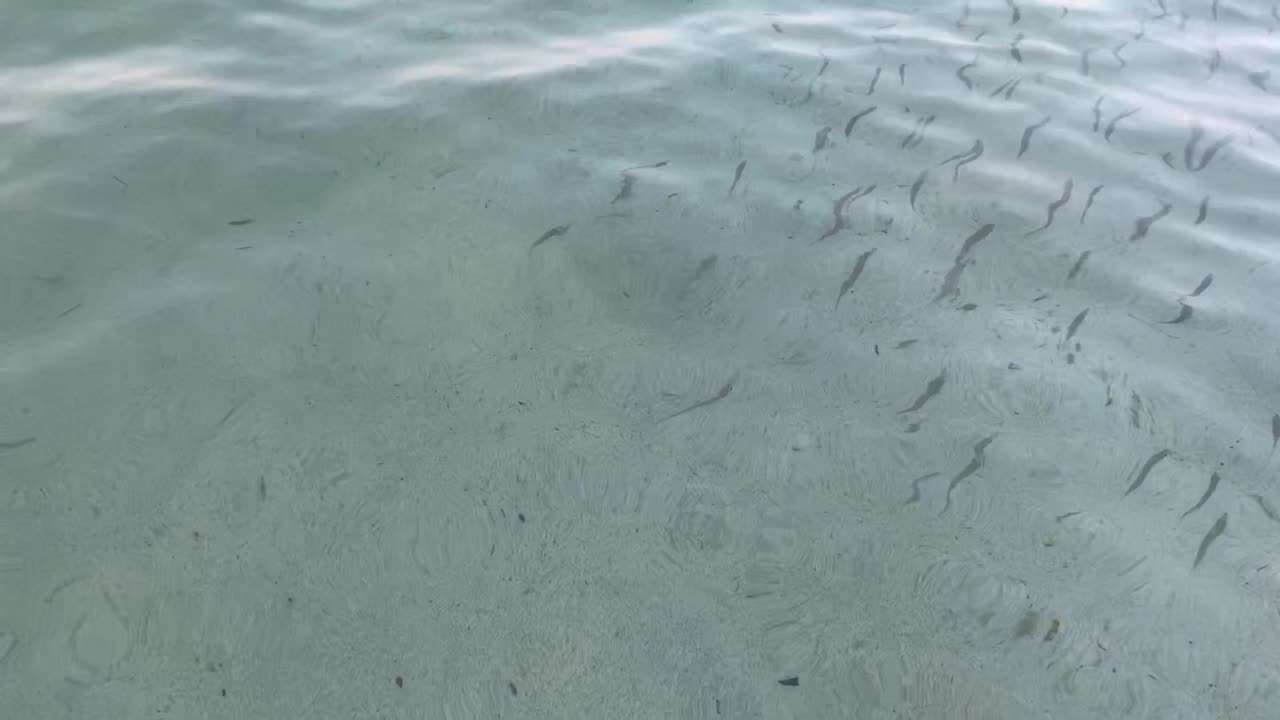 agua azul cristalina y pequeños peces submarinos
