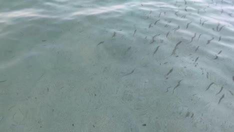 crystal clear blue water and underwater sea little fishes