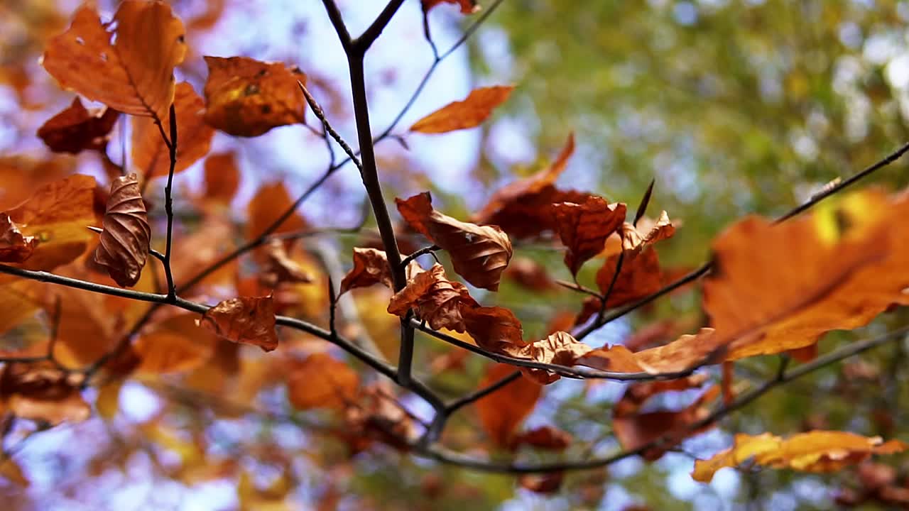 vista aérea de hojas de otoño naranjas en un parque en amsterdam