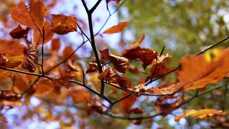 Overhead-view-of-orange-autumn-leaves-in-a-park-in-Amsterdam