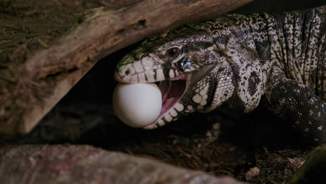 lagarto tegu comiendo un huevo de gallina