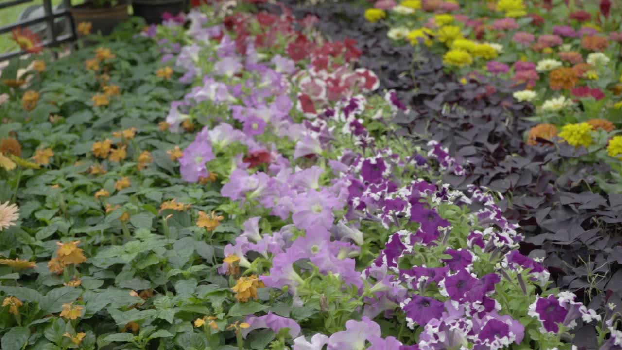 flores y plantas de la exposición de flores en el jardín botánico de lalbagh, bengaluru-bangalore, karnataka, india