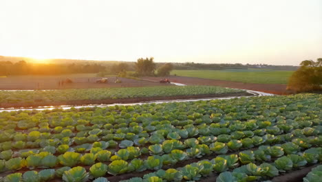 cabbage farm at sunset