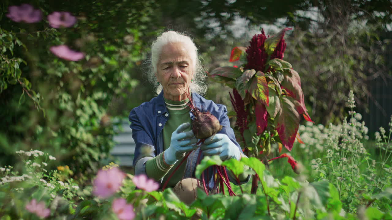 Elderly Woman Cleaning Freshly Harvested Beetroot in Garden