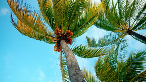 Primer-Plano-Estático-De-Una-Palmera-Tropical-Con-Cocos-Amarillos-Maduros