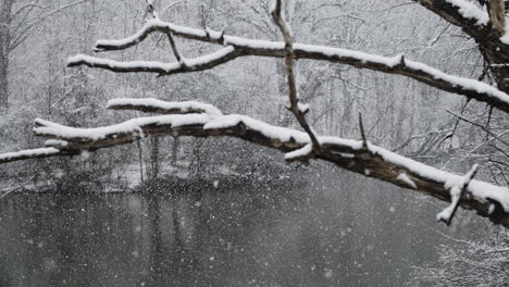 la rama cubierta de nieve del árbol en primer plano con toneladas de nieve cayendo en cámara lenta en el fondo