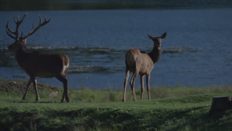 canadian wildlife - majestic deer walking along the banks of a river