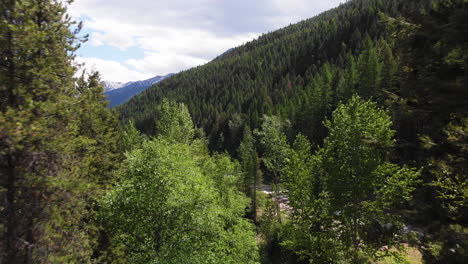 Aerial-shot,-camera-moves-through-pine-and-cottonwood-trees-towards-a-beautiful-forested-hill-revealing-a-snowcapped-mountain-in-the-background