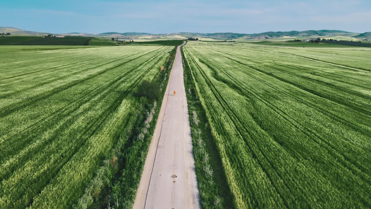 Aerial view of a lone road cutting through vast, vibrant green agricultural fields.