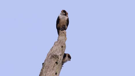 El-Falconet-De-Muslo-Negro-Es-Una-De-Las-Aves-Rapaces-Más-Pequeñas-Que-Se-Encuentran-En-Los-Bosques-De-Algunos-Países-De-Asia