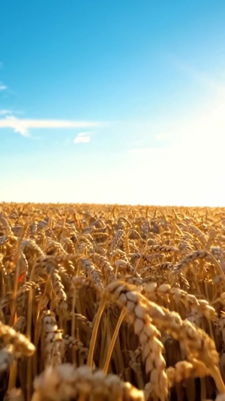 Una vista mozzafiato di campi di grano dorati sotto un cielo azzurro e limpido, illuminati dalla luce solare radiosa.