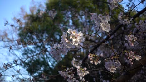 Beautiful-close-up-of-Sakura-flower-with-background-blur-softly-waving-in-wind