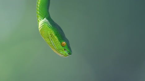 La-Víbora-De-Labios-Blancos-Es-Una-Víbora-Venenosa-Endémica-Del-Sudeste-Asiático-Y-A-Menudo-Se-Encuentra-Durante-La-Noche-Esperando-En-Una-Rama-O-Rama-De-Un-árbol-Cerca-De-Un-Cuerpo-De-Agua-Con-Muchos-Alimentos