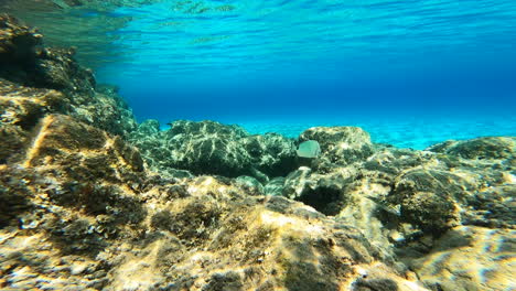 vista submarina de un coral y algunos peces en grecia, mar mediterráneo
