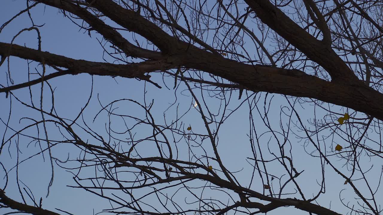 나무 가지 사이의 달