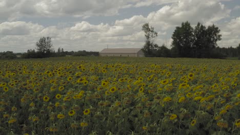 Large-crop-of-Sunflowers-blossom-in-field-in-front-of-farmhouse-shed