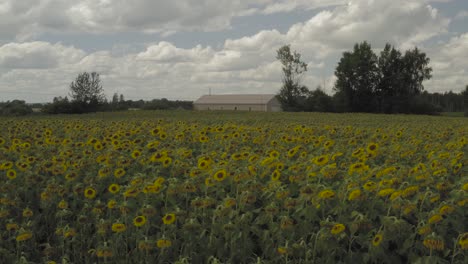 large crop of sunflowers blossom in field in front of farmhouse shed