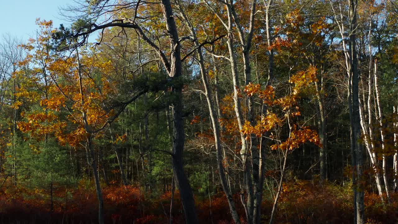 Tracking along the edge of the forest in New England in Fall