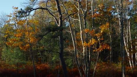 tracking along the edge of the forest in new england in fall
