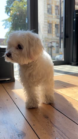 small white dog in a cafe