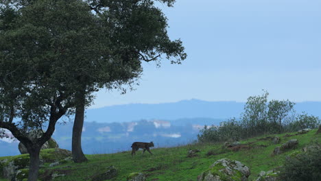 Iberian-lynx-walks-along-skyline-with-houses-in-background